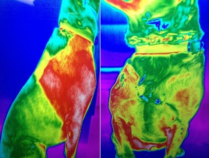Thermal image of a dog, 2.5 hours later