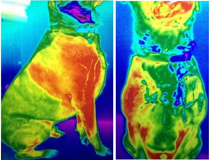 Thermal image of a dog, 24 hours later