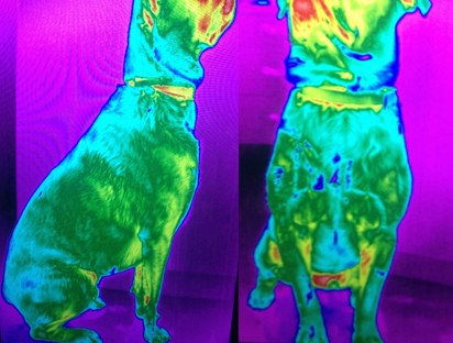 Thermal image of a dog, 48 days later
