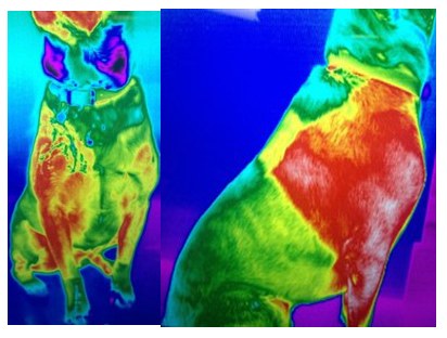 Thermal image of a dog, before the Vibershield tag